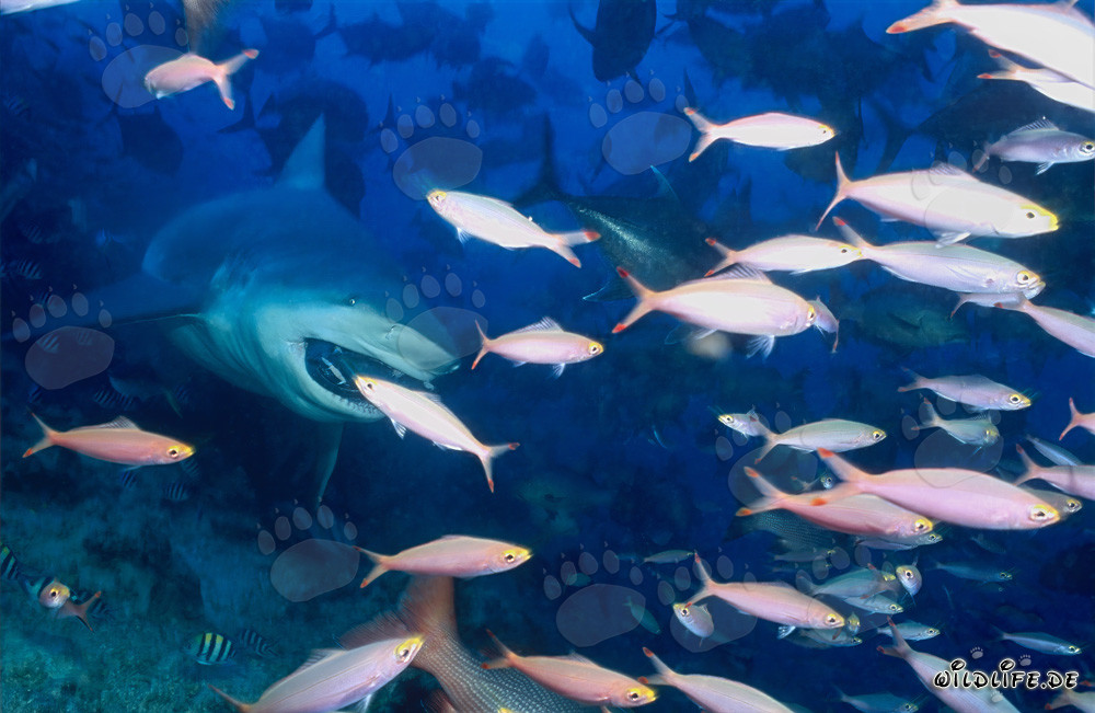 Impresionante tiburón toro rodeado de peces de coral coloridos