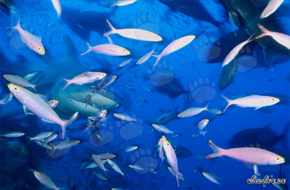Fascinating bull shark surrounded by a multitude of fish in the coral reef