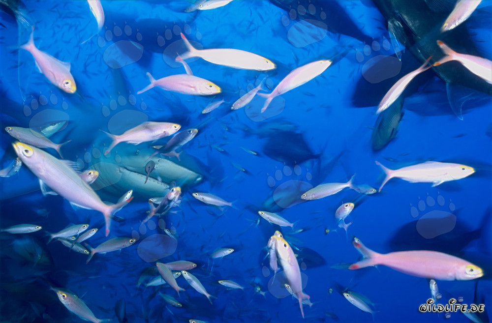 Faszinierender Bullenhai umgeben von einer Vielzahl von Fischen im Korallenriff