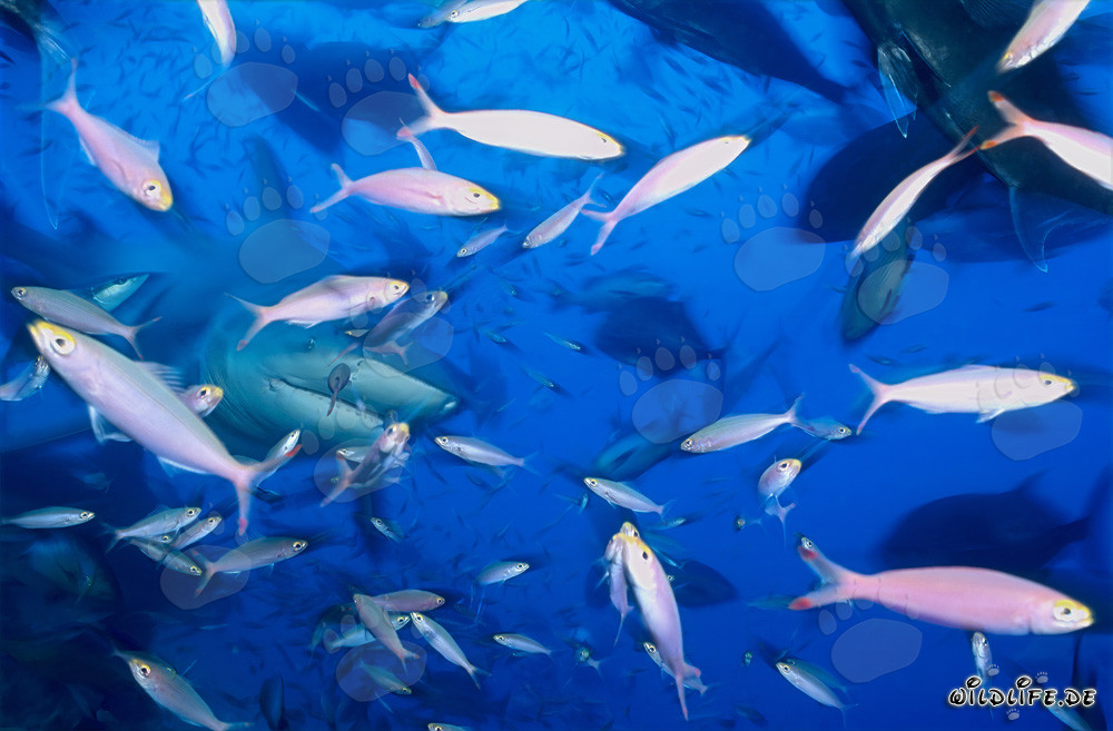 Requin taureau fascinant entouré d'une variété de poissons dans le récif corallien