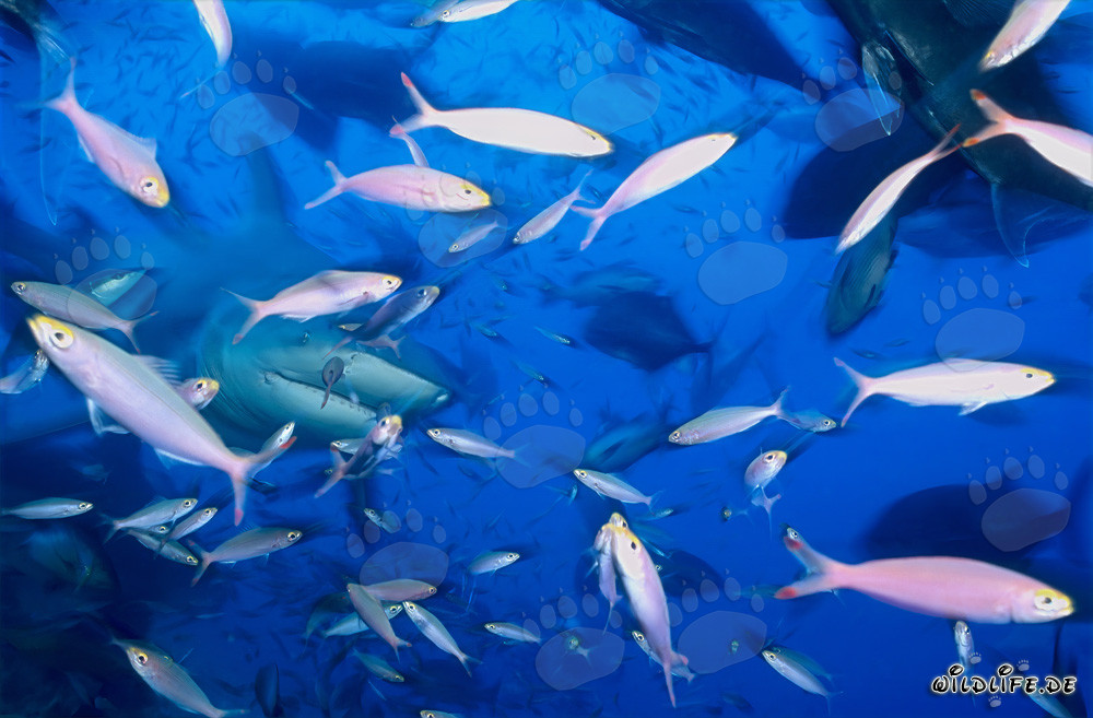 Affascinante squalo toro circondato da una varietà di pesci nella barriera corallina