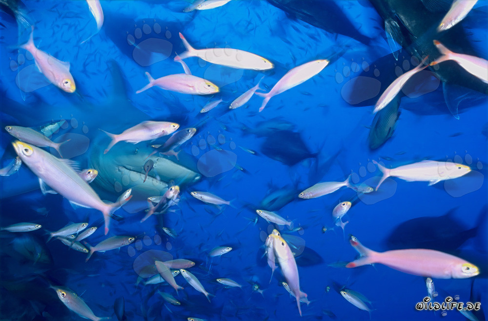 Tiburón toro fascinante rodeado de una variedad de peces en el arrecife de coral