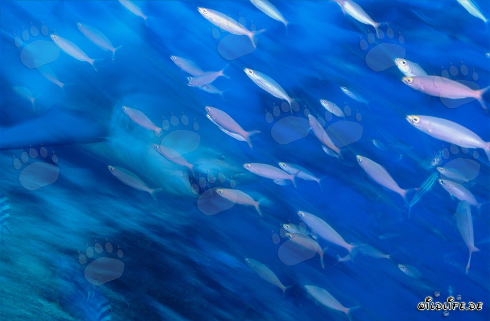 Dimly Bull Shark at Coral Reef