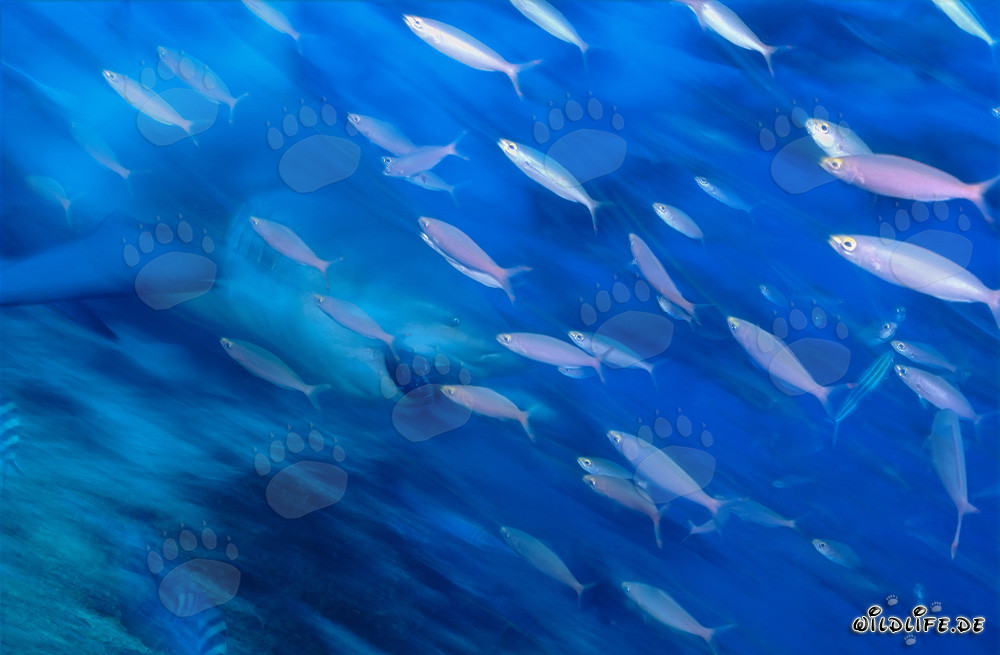 Requin taureau fantomatique sur un récif corallien