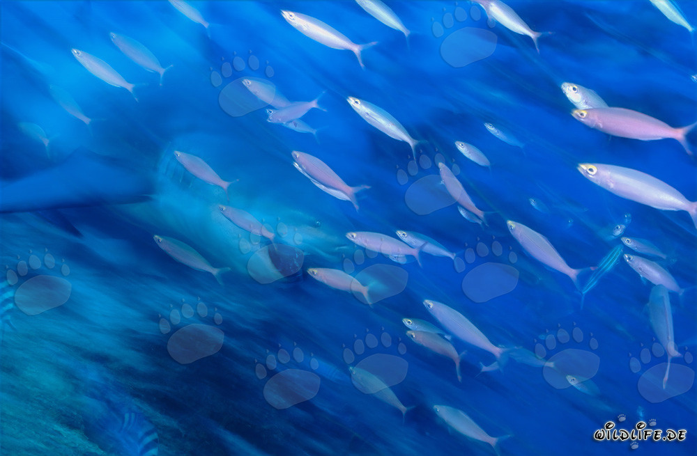 Tiburón toro fantasmal en arrecife de coral