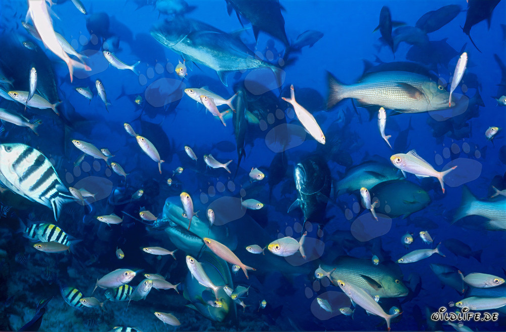 Fascinating bull shark surrounded by giant trevally and coral fish