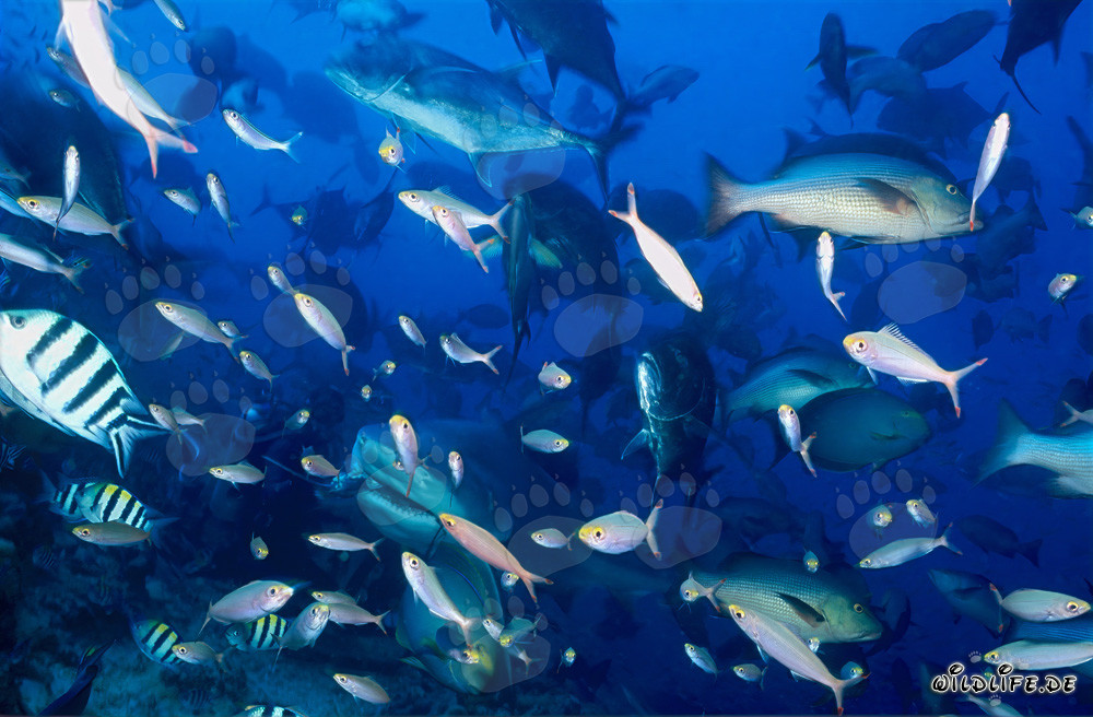 Affascinante squalo toro circondato da sgombri e pesci corallini