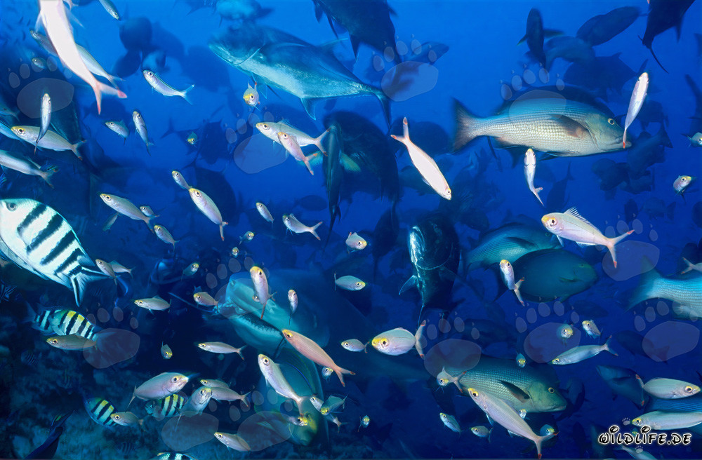 Fascinante tiburón toro rodeado de jureles y peces coralinos