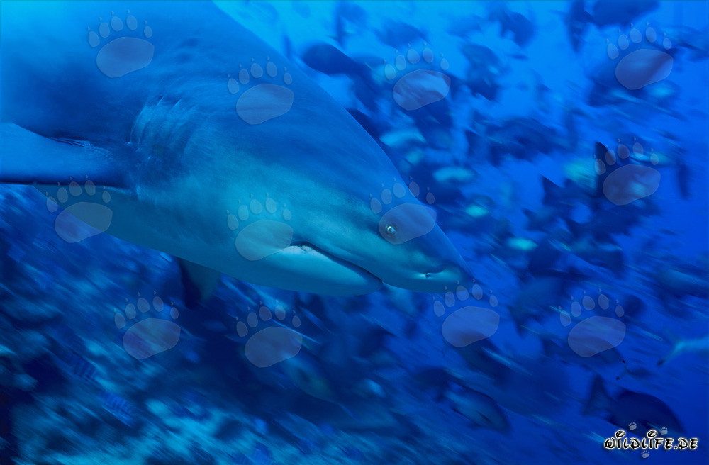 Bull shark portrait from the side