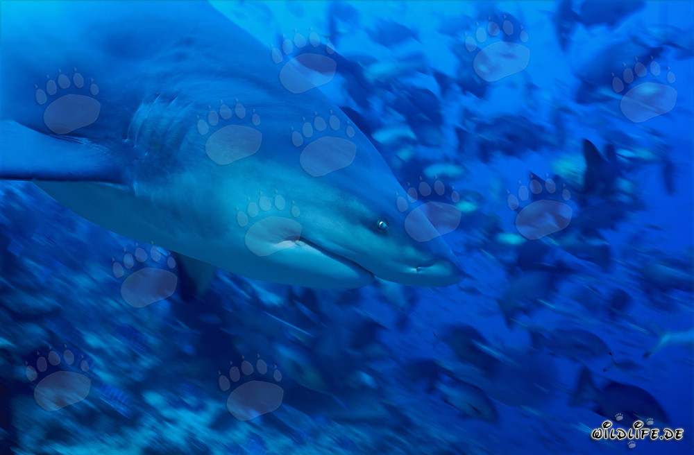 Portrait de requin taureau de côté