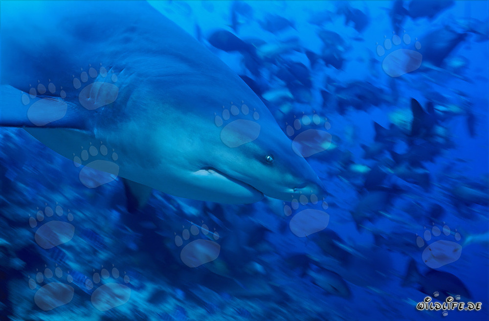 Retrato de tiburón toro de perfil