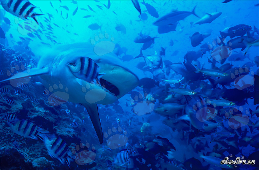 Bull Shark (Carcharhinus leucas) with a slightly open mouth