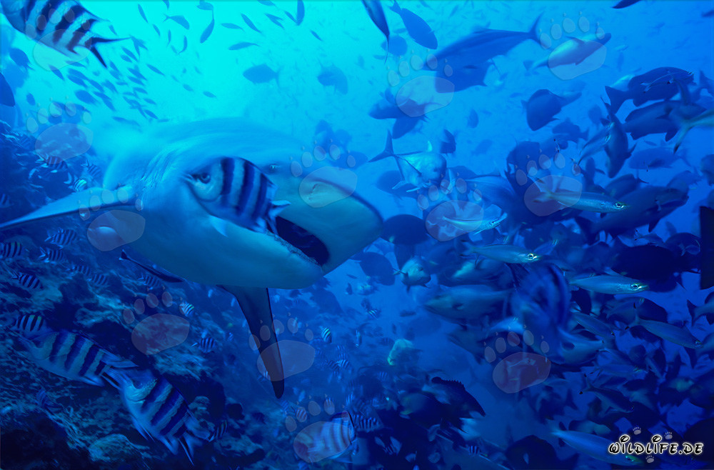 Bullenhai (Carcharhinus leucas) mit leicht geöffnetem Maul