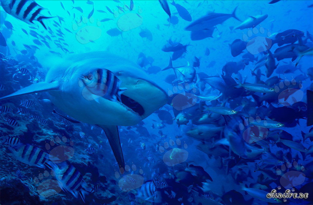 Requin taureau (Carcharhinus leucas) avec la gueule légèrement ouverte