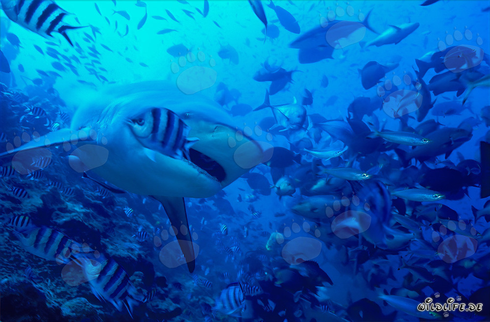 Squalo toro (Carcharhinus leucas) con la bocca leggermente aperta