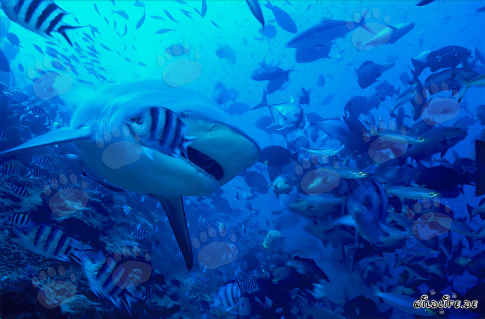 Tiburón toro (Carcharhinus leucas) con la boca ligeramente abierta