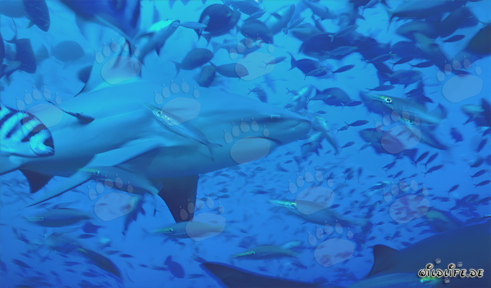 Bull shark with reef fishes