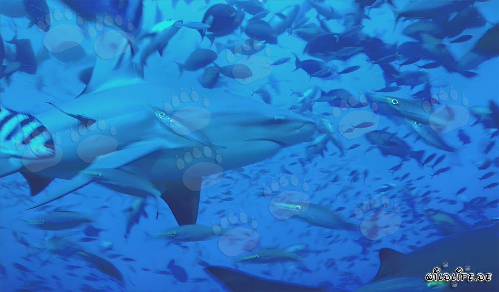 Requin taureau avec poissons de récif