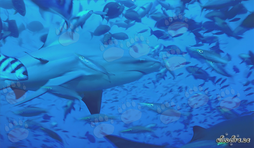 Tiburón toro con peces de arrecife