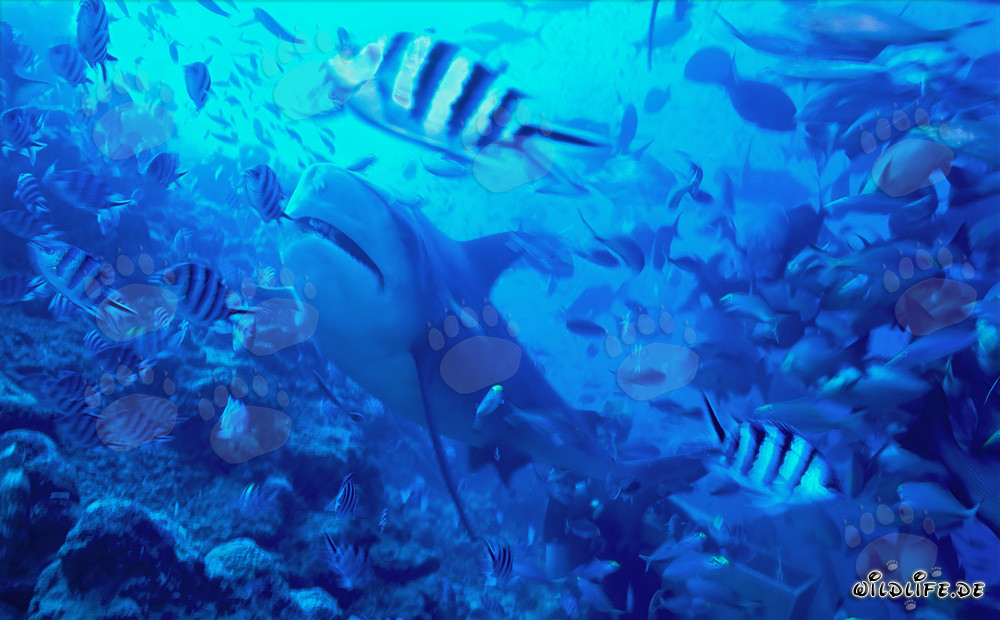 Bull shark in fish concentration