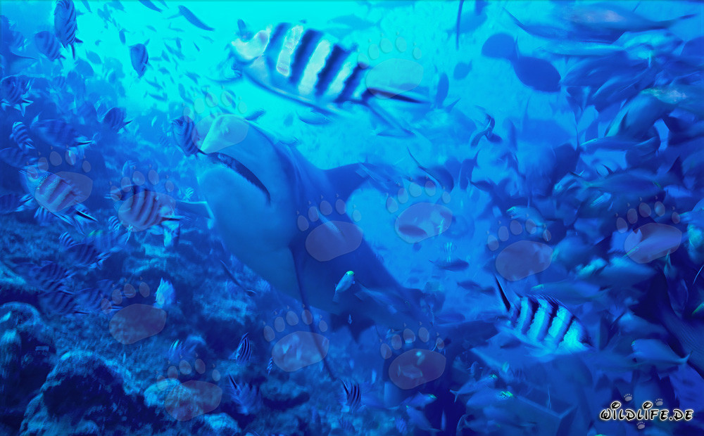 Requin taureau dans une concentration de poissons
