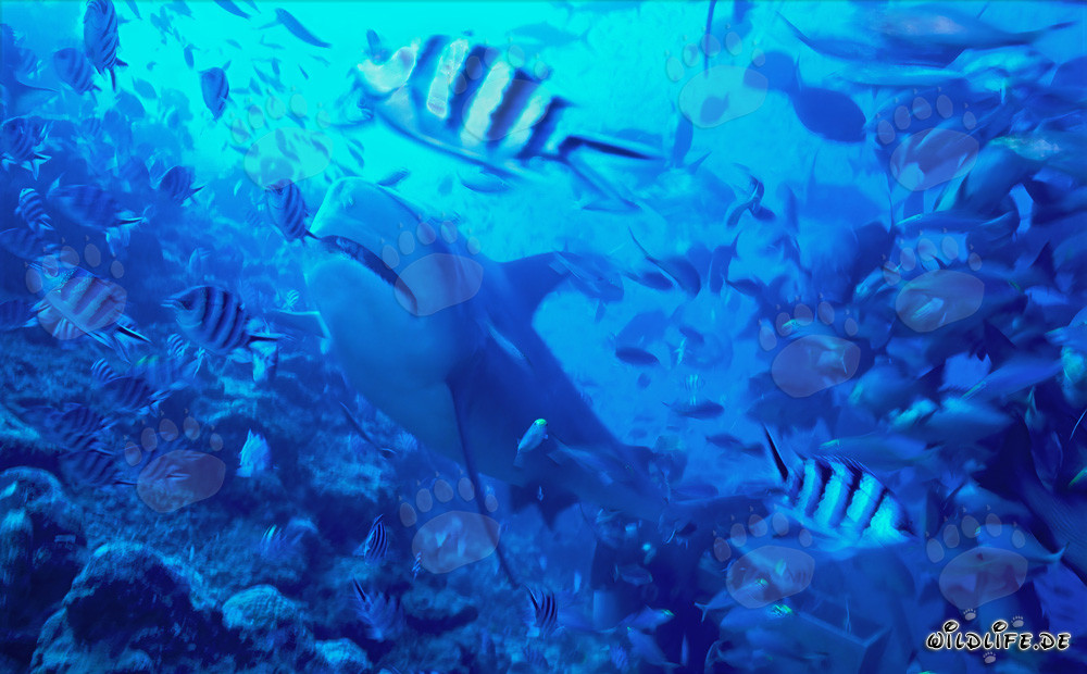 Squalo toro in concentrazione di pesci