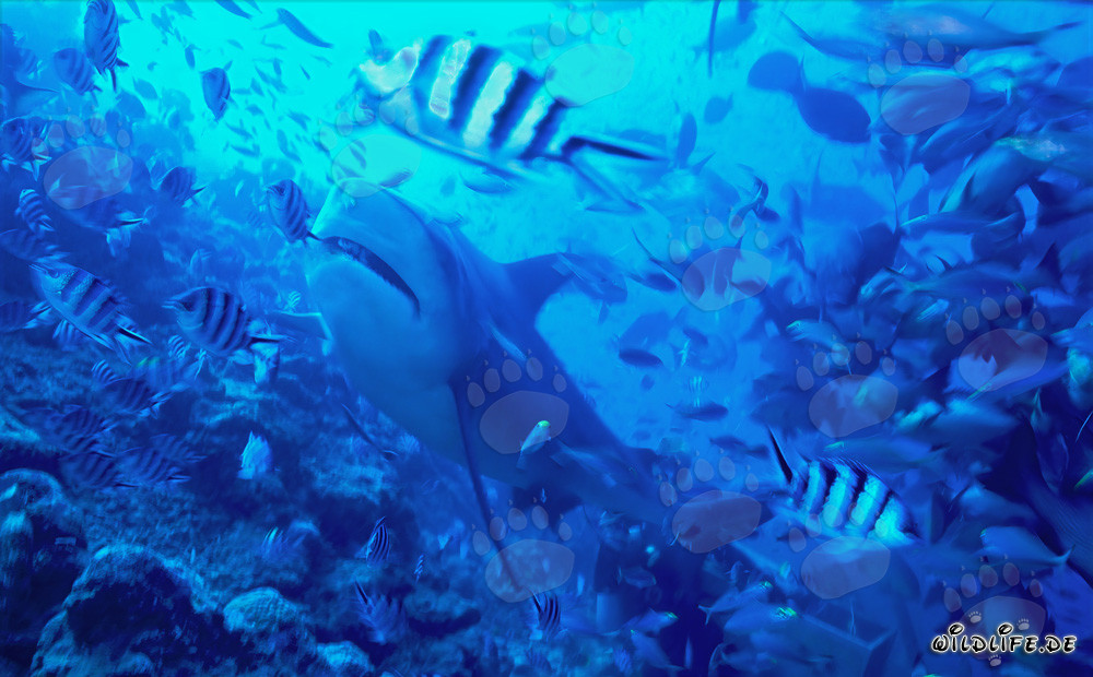 Tiburón toro en concentración de peces