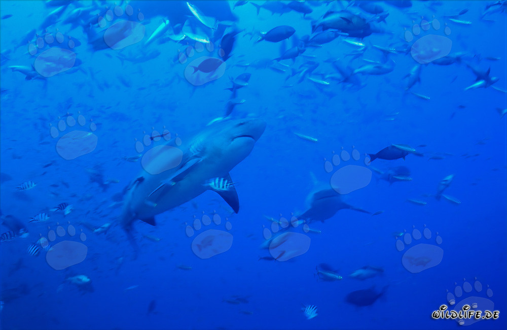 Impressive bull shark surrounded by schools of fish