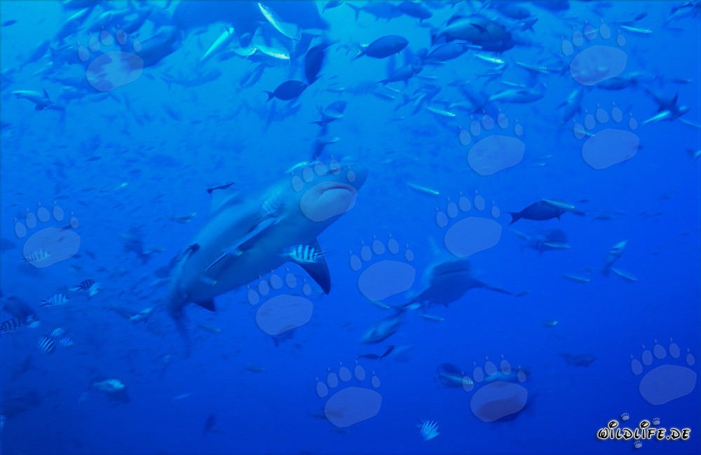 Imposanter Bullenhai umgeben von Fischschwärmen