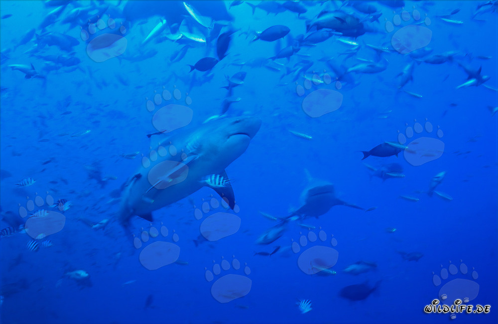 Impressionnant requin taureau entouré de bancs de poissons