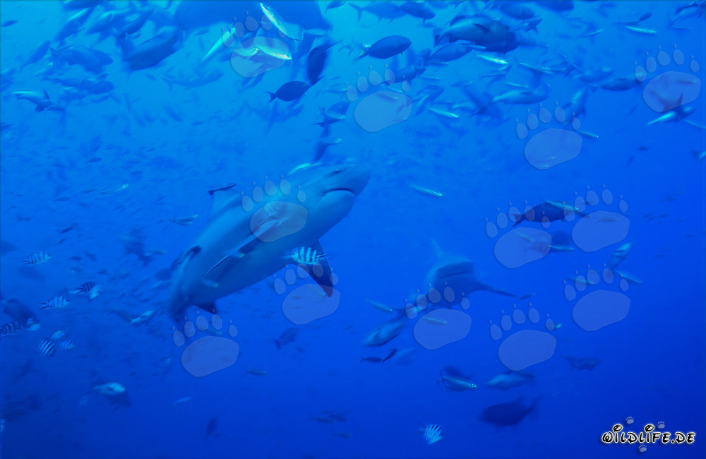 Imponente squalo toro circondato da banchi di pesci