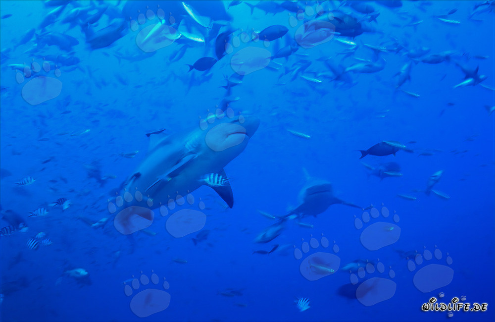 Impresionante tiburón toro rodeado de cardúmenes de peces