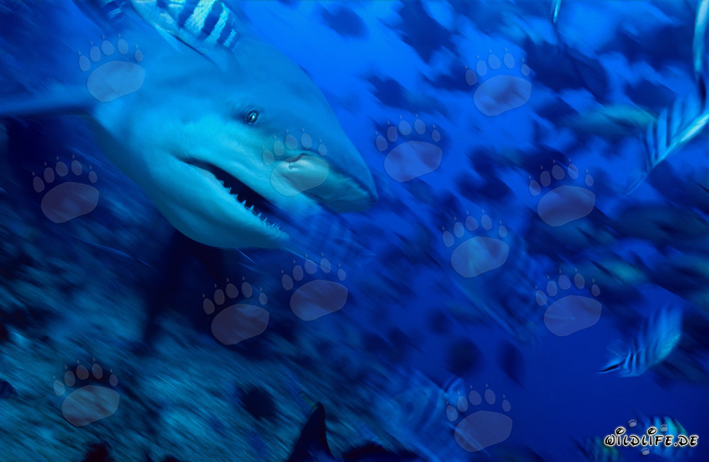 Impressive Bull Shark in Beqa Lagoon, Fiji