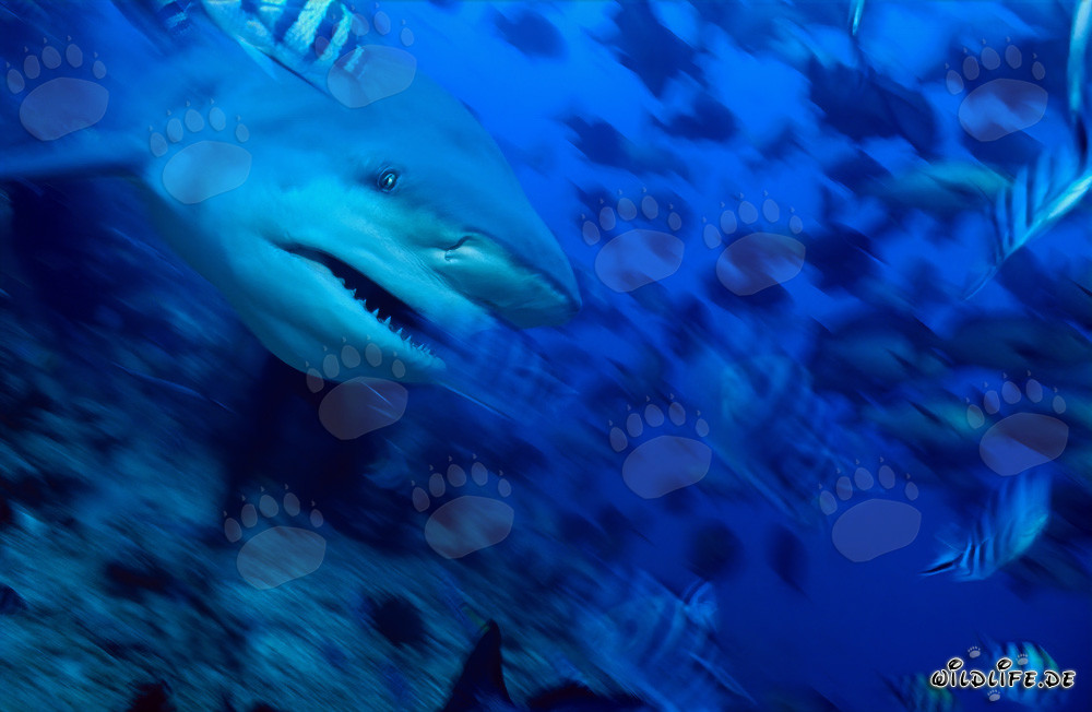 Impressionnant requin taureau dans le lagon de Beqa, Fidji