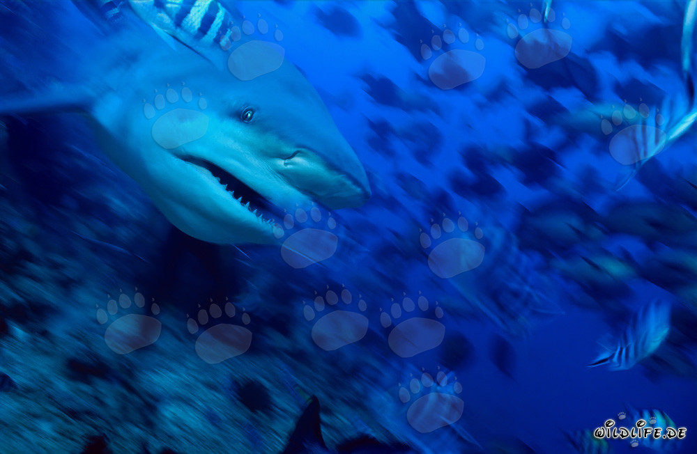Maestoso squalo toro nel lago di Beqa, Figi