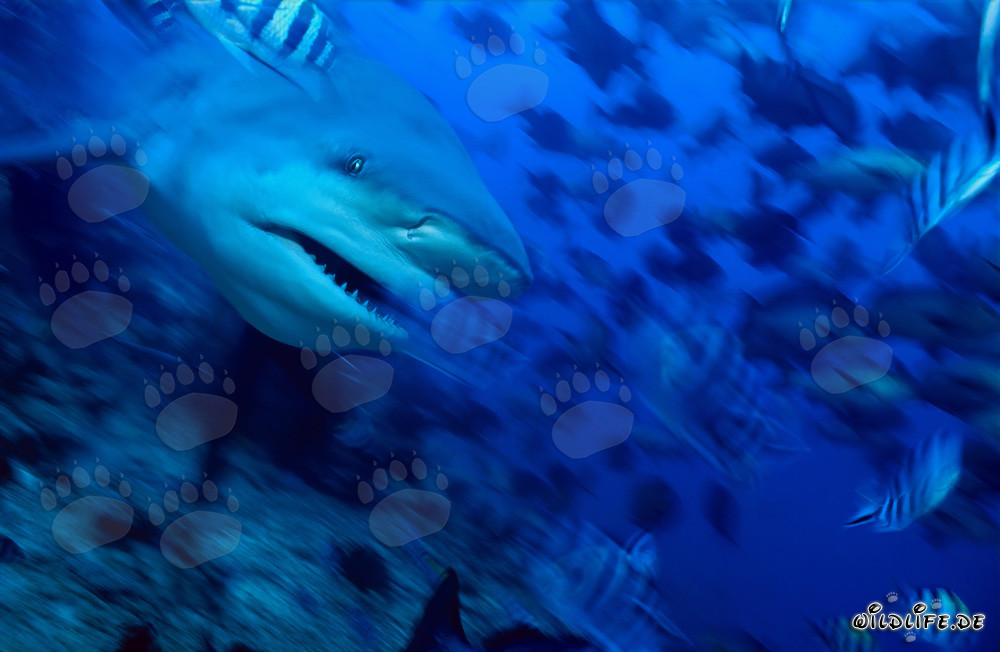 Impresionante tiburón toro en el lago de Beqa, Fiji