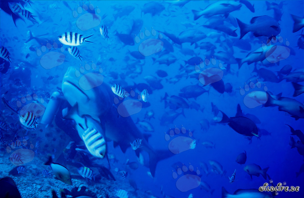 Bull Shark (Carcharhinus leucas) encounters a diver in Beqa Lagoon, Fiji
