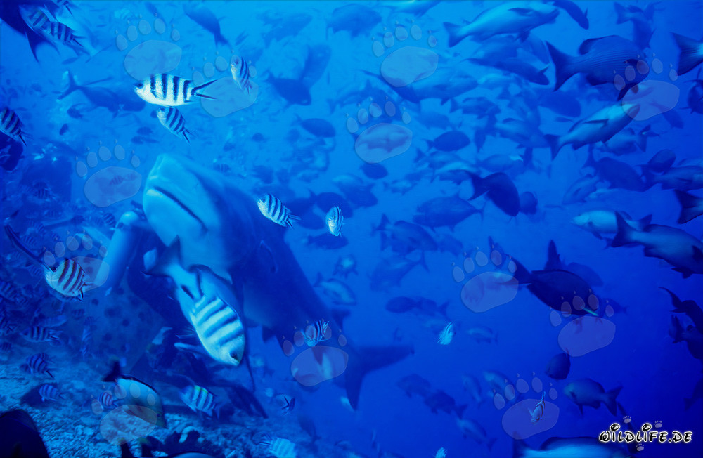 Bullenhai (Carcharhinus leucas) begegnet einem Taucher in Beqa Lagoon, Fiji