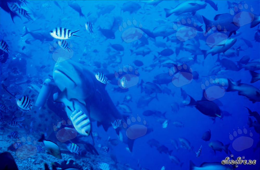 Requin bouledogue (Carcharhinus leucas) rencontre un plongeur dans le lagon de Beqa, Fidji