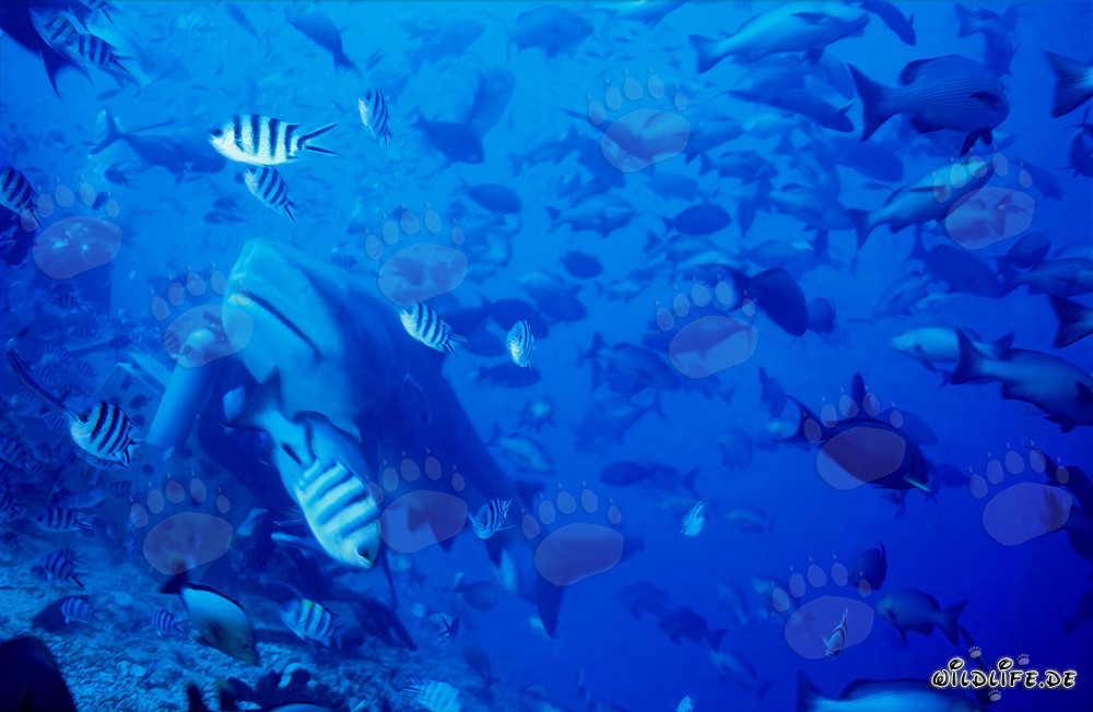 Squalo toro (Carcharhinus leucas) incontra un subacqueo nel lago Beqa, Figi