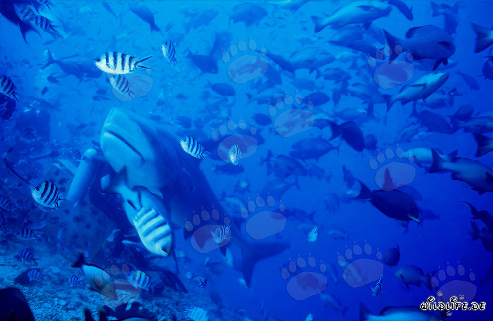 Tiburón toro (Carcharhinus leucas) se encuentra con un buceador en el lago Beqa, Fiji