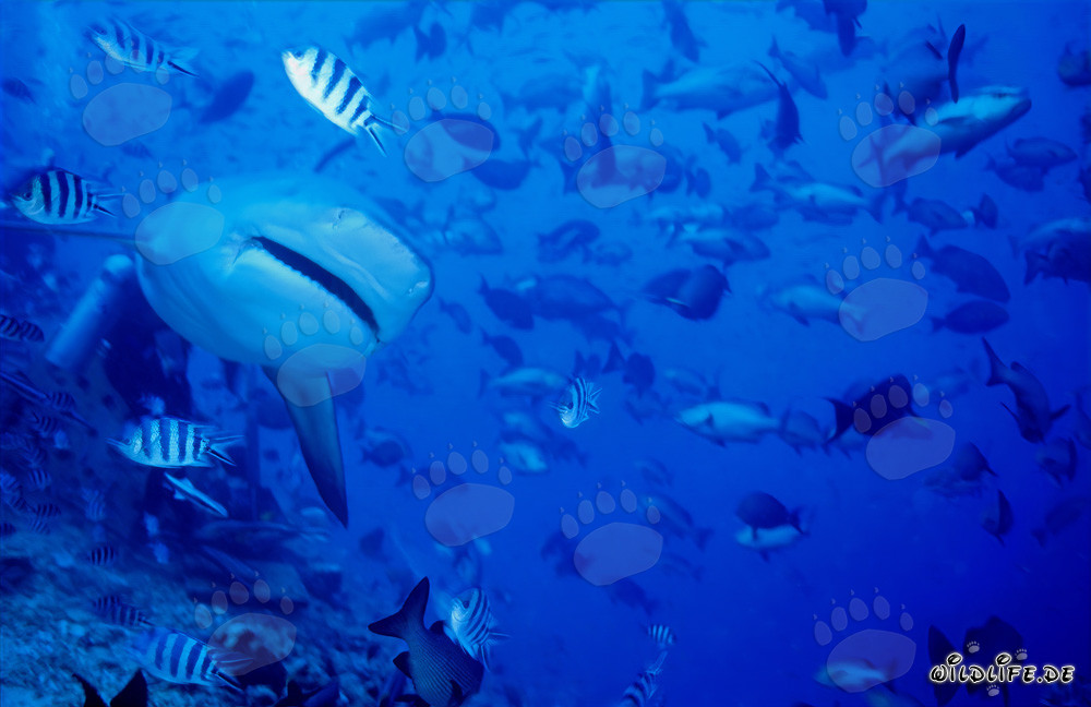 Bull shark approaches frontal