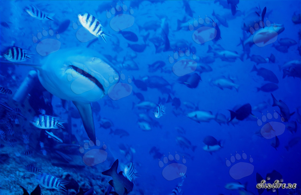 Requin taureau s'approche frontalement