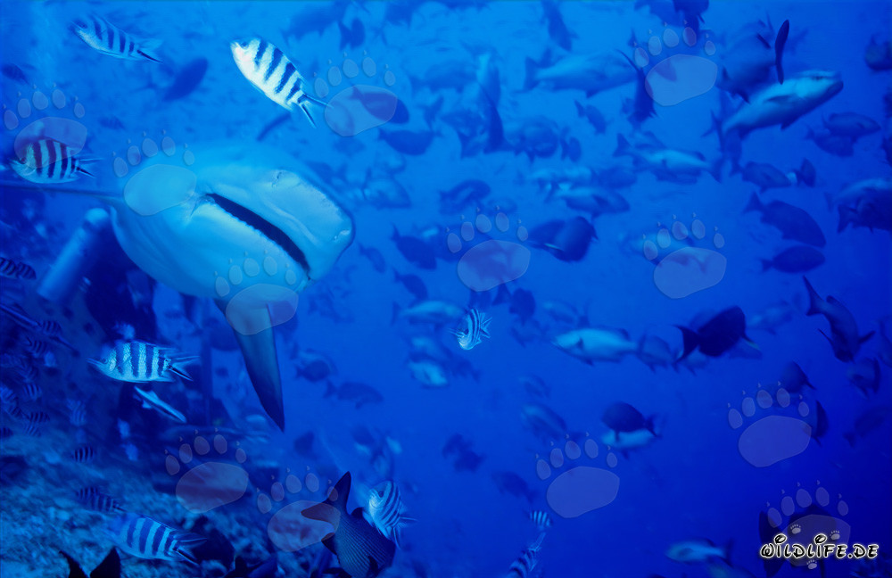 Squalo toro si avvicina frontalmente