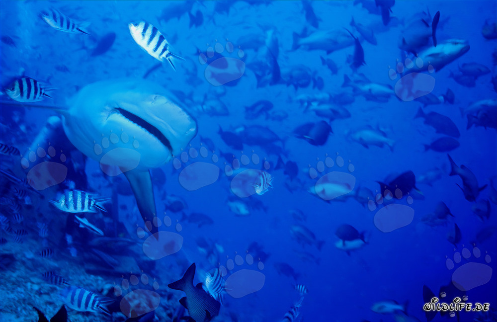 Tiburón toro se acerca frontalmente