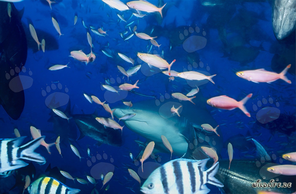 Bull shark and coral fish underwater in the Beqa Lagoon
