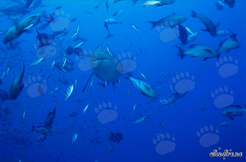 Bull shark surrounded by a variety of fish