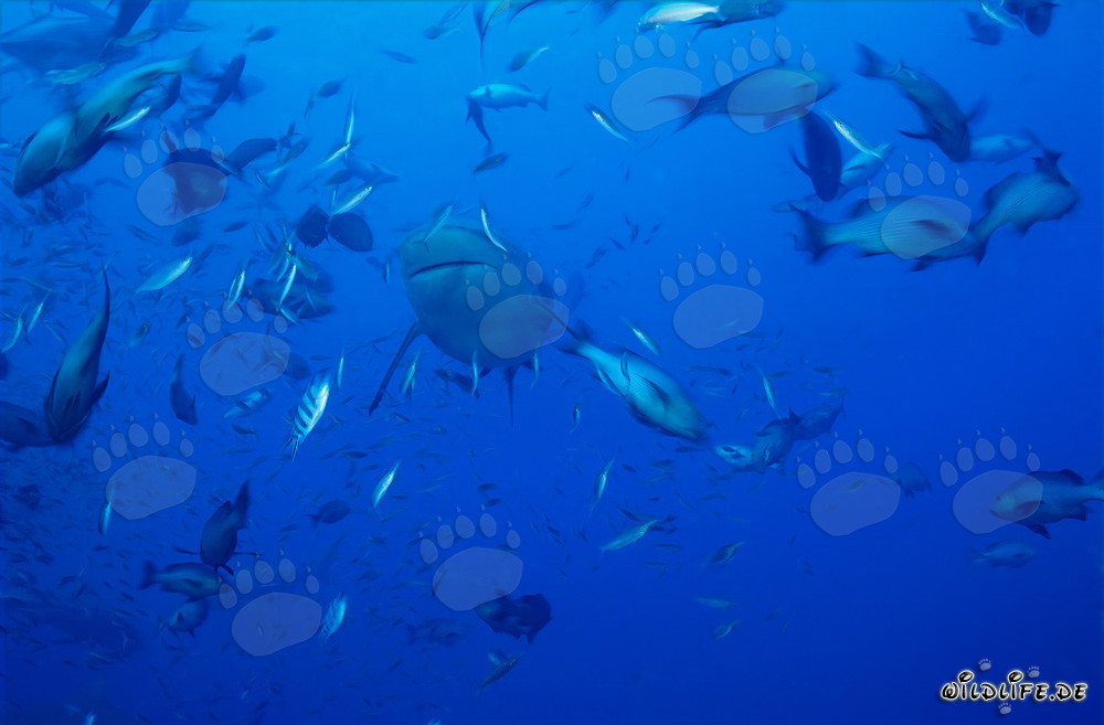 Bullenhai umgeben von einer Vielzahl von Fischen