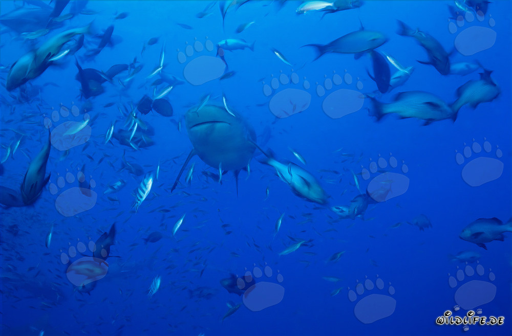 Requin taureau entouré d'une variété de poissons
