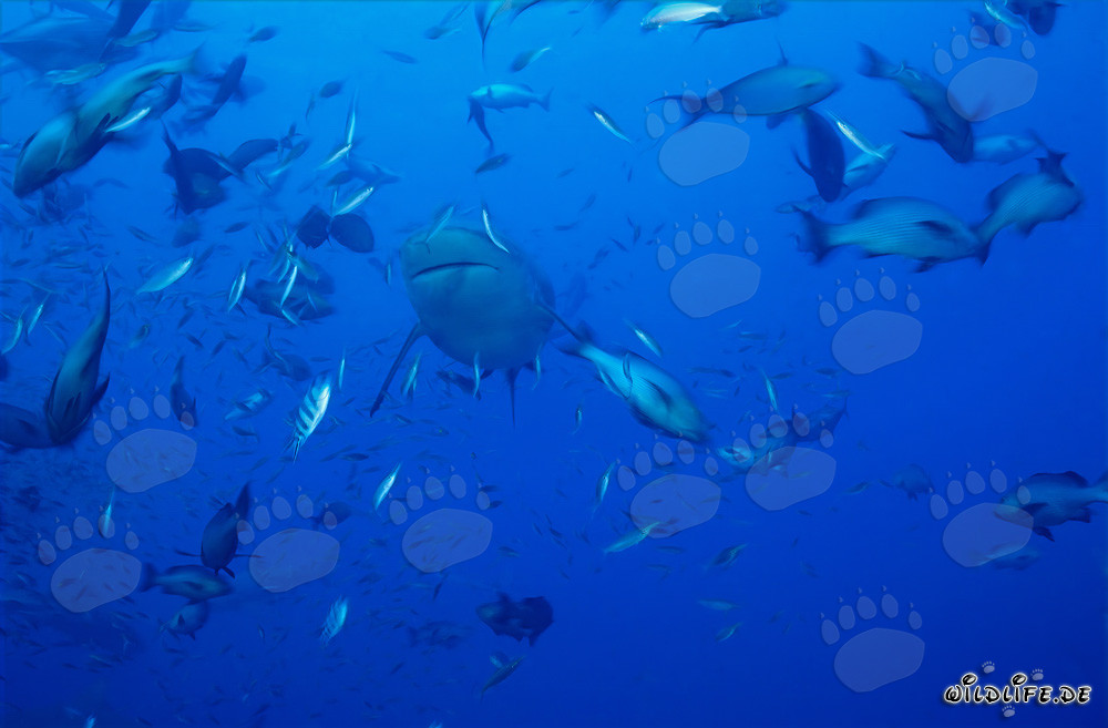 Squalo toro circondato da una varietà di pesci